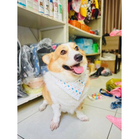 YẾM ĐEO CỔ XINH XẮN CHO PET (5-25kg)vn-11134207-7r98o-lza9q69o1sipee