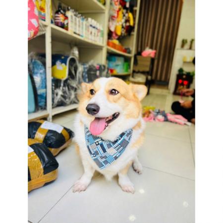 YẾM ĐEO CỔ XINH XẮN CHO PET (5-25kg)vn-11134207-7r98o-lza9q69oo9cd9e