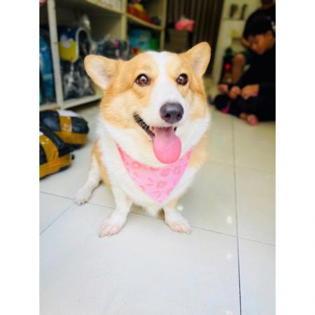 YẾM ĐEO CỔ XINH XẮN CHO PET (5-25kg)vn-11134207-7r98o-lza9q69p3pl93c