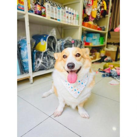 YẾM ĐEO CỔ XINH XẮN CHO PET (5-25kg)vn-11134207-7r98o-lza9q69p3pup50