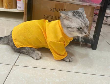 ÁO DÀI TẾT QUẢNG CHÂU - VÀNGz6440412081774_e26a03b3fb94015694c5419617a742ba